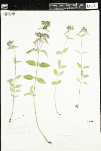 Clinopodium vulgare image