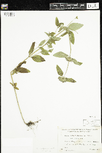 Clinopodium vulgare image