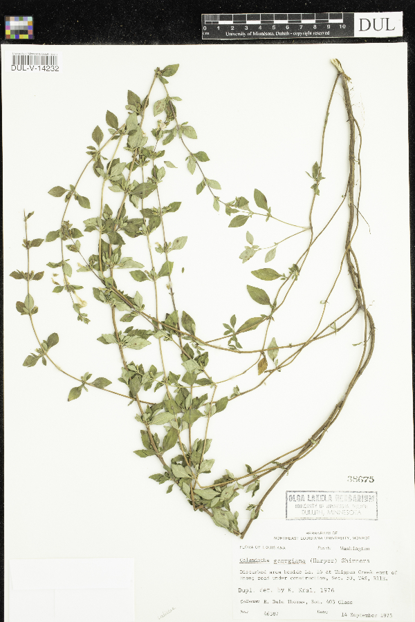 Clinopodium georgianum image