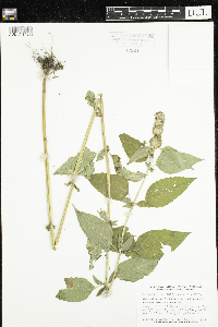 Blephilia hirsuta image
