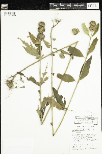 Blephilia hirsuta image