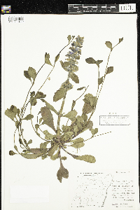 Media resource of Ajuga reptans