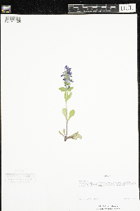 Ajuga genevensis image