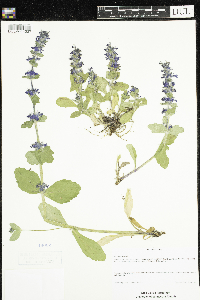 Ajuga genevensis image