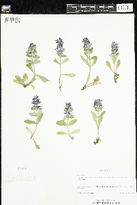 Ajuga genevensis image