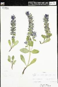 Ajuga genevensis image
