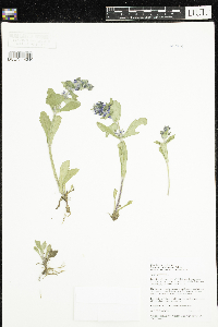 Ajuga genevensis image