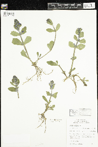 Ajuga genevensis image