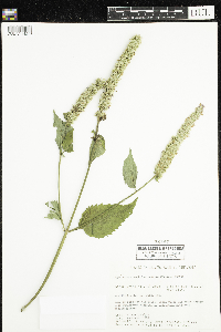 Agastache scrophulariifolia image