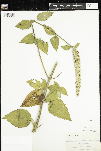Agastache scrophulariifolia image