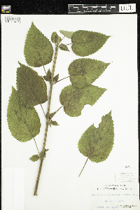 Agastache scrophulariifolia image