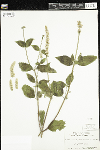 Agastache scrophulariifolia image
