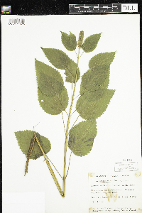 Media resource of Agastache nepetoides