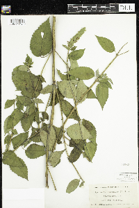 Agastache nepetoides image