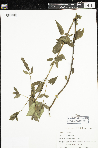 Agastache nepetoides image