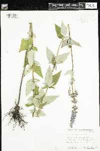 Agastache foeniculum image