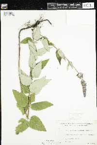 Agastache foeniculum image