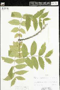 Juglans nigra image