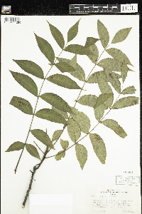 Juglans nigra image