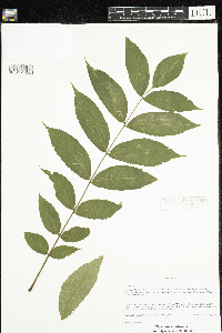 Juglans nigra image