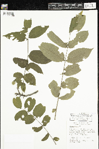 Juglans nigra image