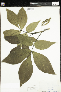 Carya ovata image