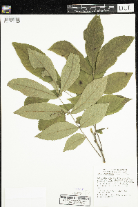 Carya cordiformis image