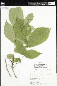 Carya cordiformis image