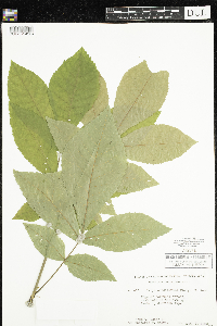 Carya cordiformis image