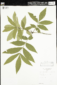 Carya cordiformis image