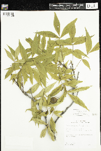 Carya cordiformis image