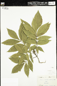 Carya cordiformis image