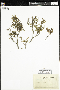Media resource of Carya cordiformis