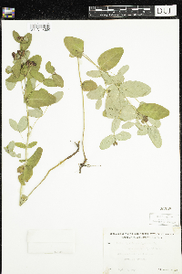 Triadenum fraseri image