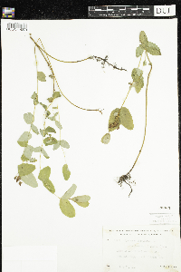 Triadenum fraseri image