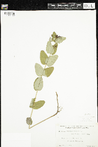 Triadenum fraseri image