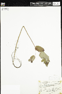 Triadenum fraseri image