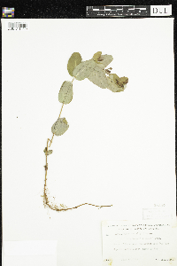 Triadenum fraseri image