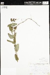 Triadenum fraseri image