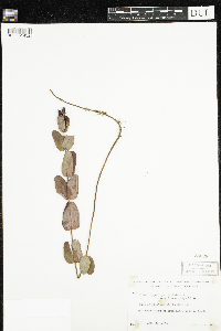 Triadenum fraseri image