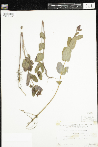 Triadenum fraseri image