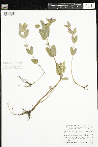 Triadenum fraseri image