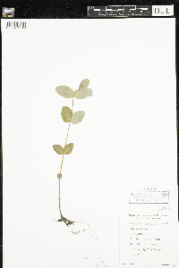 Triadenum fraseri image
