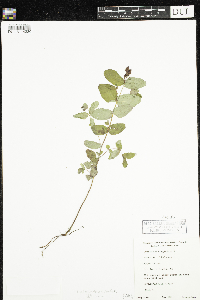 Triadenum fraseri image