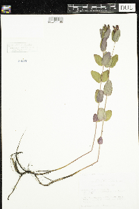 Triadenum fraseri image
