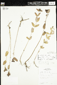 Triadenum fraseri image