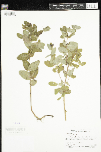 Triadenum fraseri image