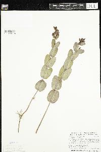 Triadenum fraseri image