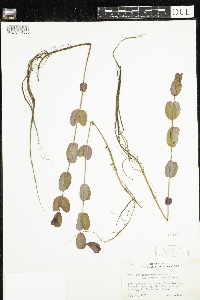 Triadenum fraseri image
