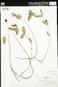 Triadenum fraseri image